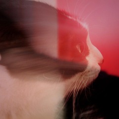 蝴蝶猫
