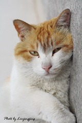 懒猫猫