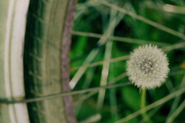 从车轮间长出来的蒲公英
