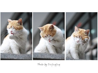 猫洗爪三部曲