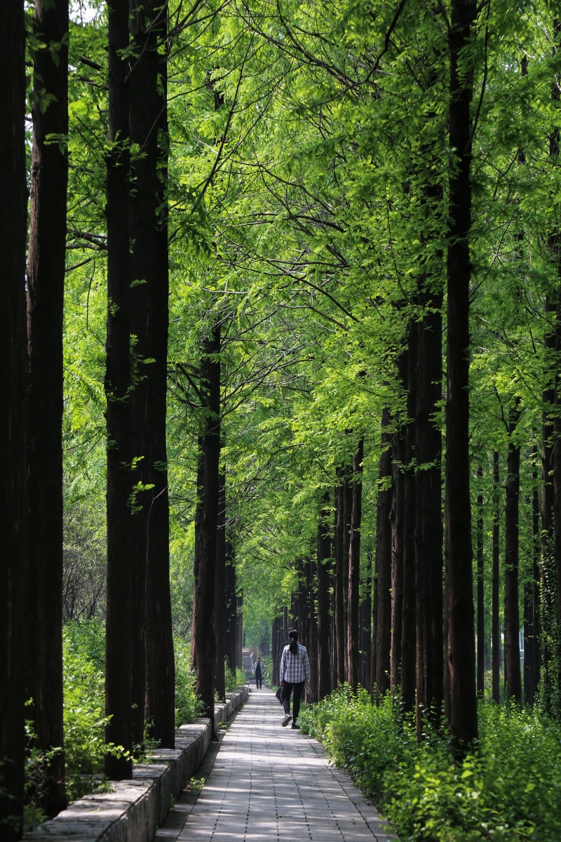 20210504浓绿杉树林