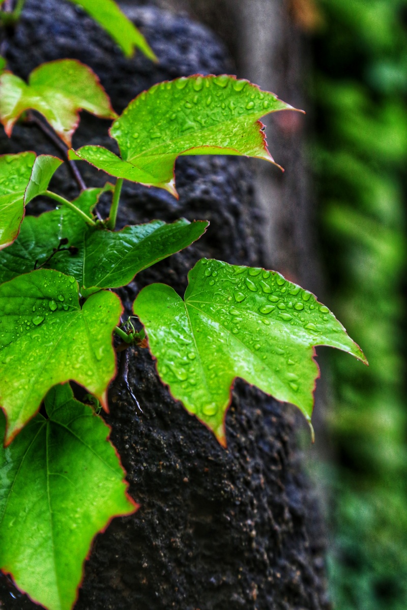 雨后爬山虎