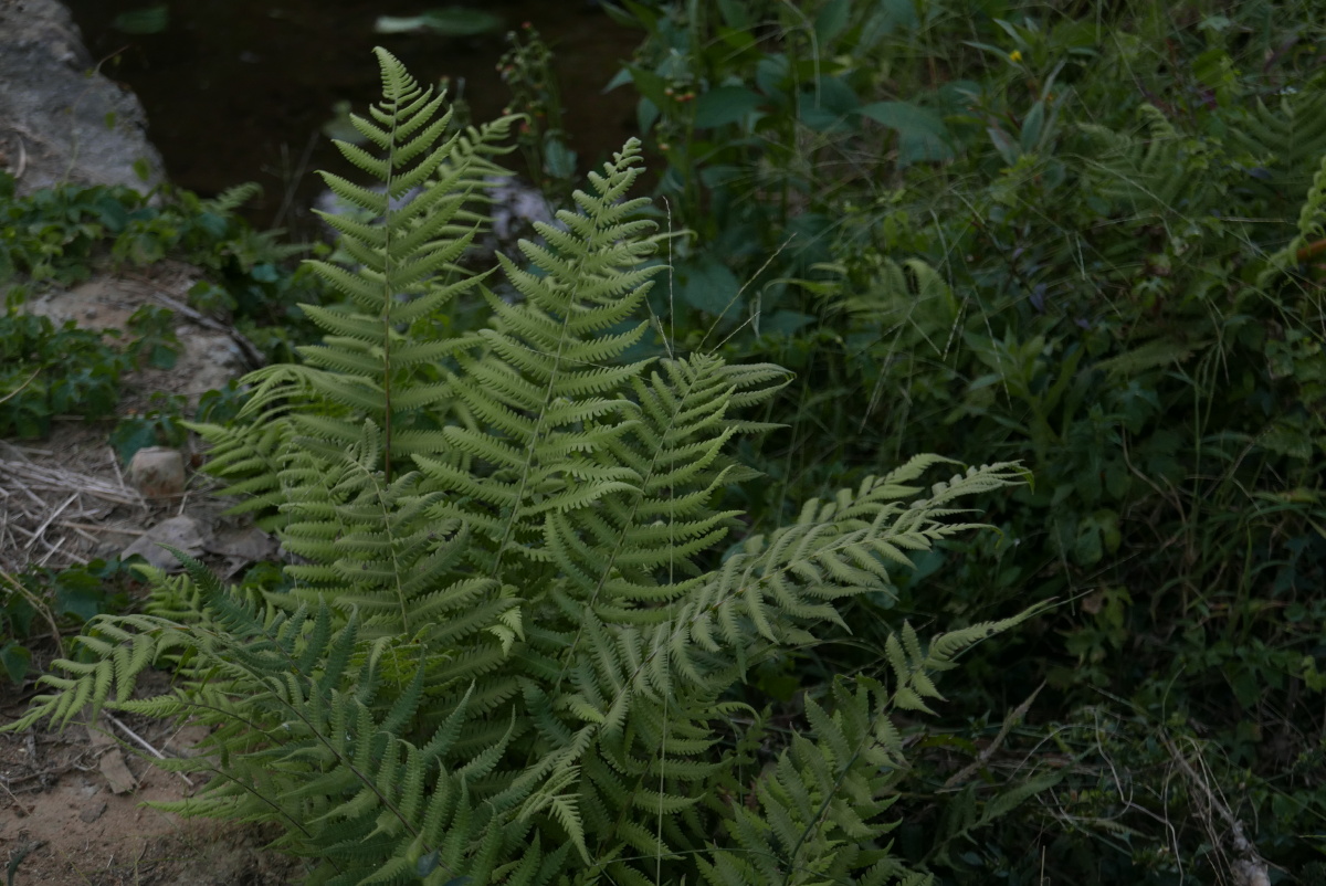 蕨类植物就是远古的想象我相信很多人都有同感