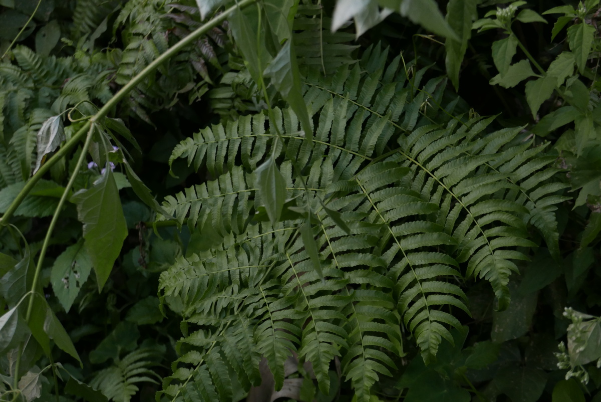 蕨类植物就是远古的想象我相信很多人都有同感