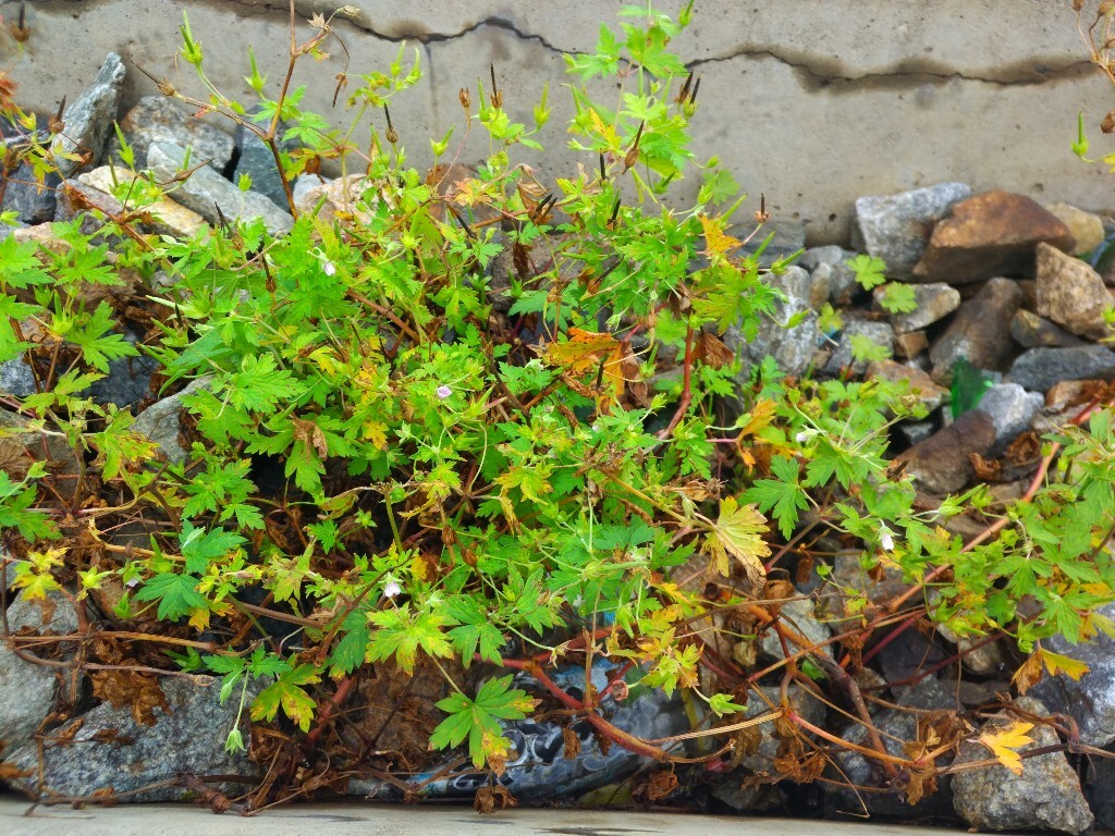 绽放吧美丽牵牛花，黑土地孕育下的自然植物。