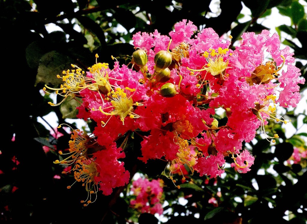 一团花，一家亲。细细欣赏，紫薇花以花心为中心，如同一个个小家庭组成的一个大的家族。