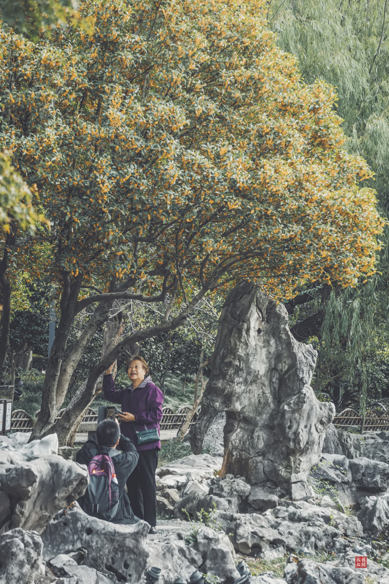 桂花树下的留影