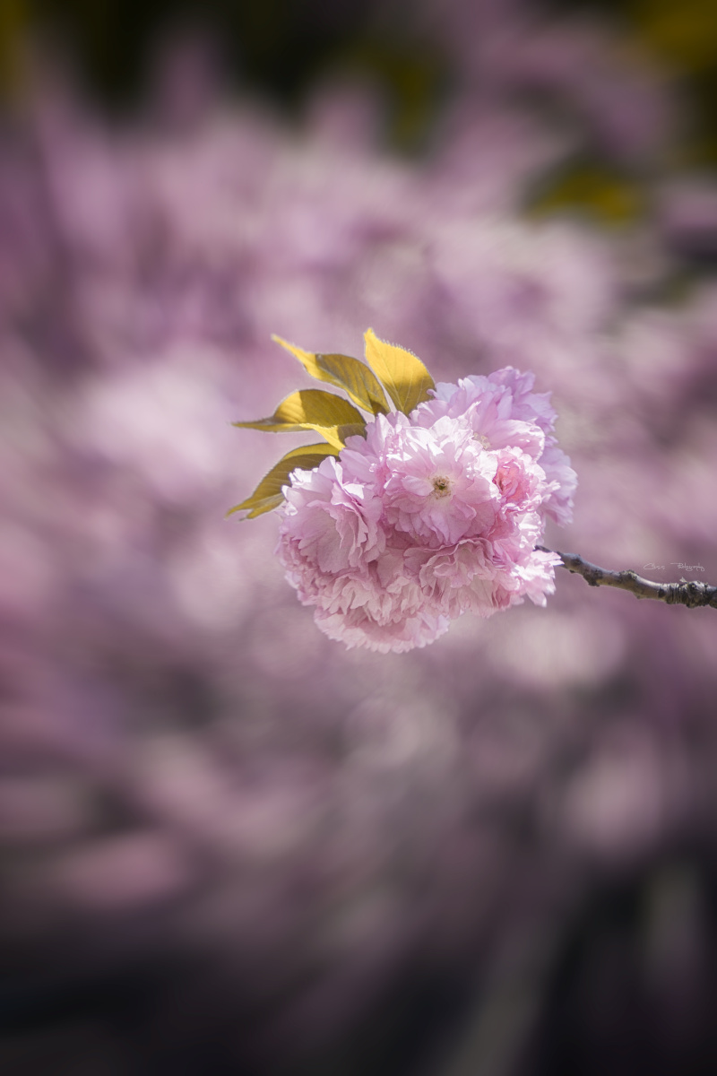 撒下春的光辉日本晚樱