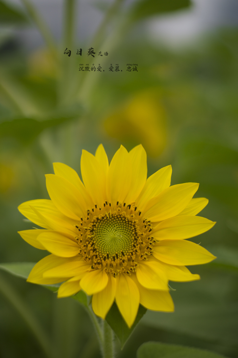 向日葵花语