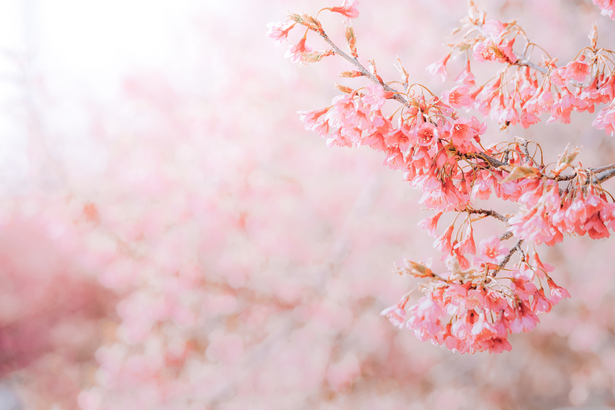 一场浪漫樱花树下的邂逅