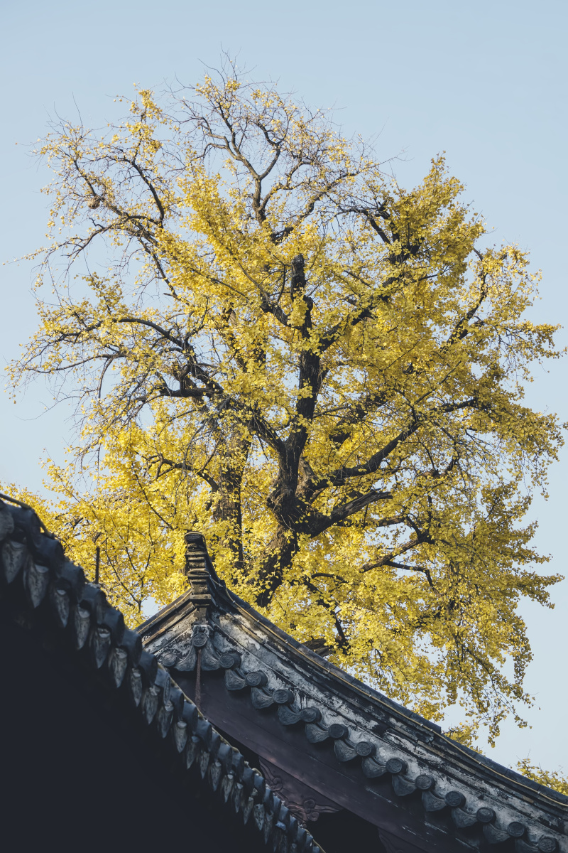 常熟方塔公园古银杏