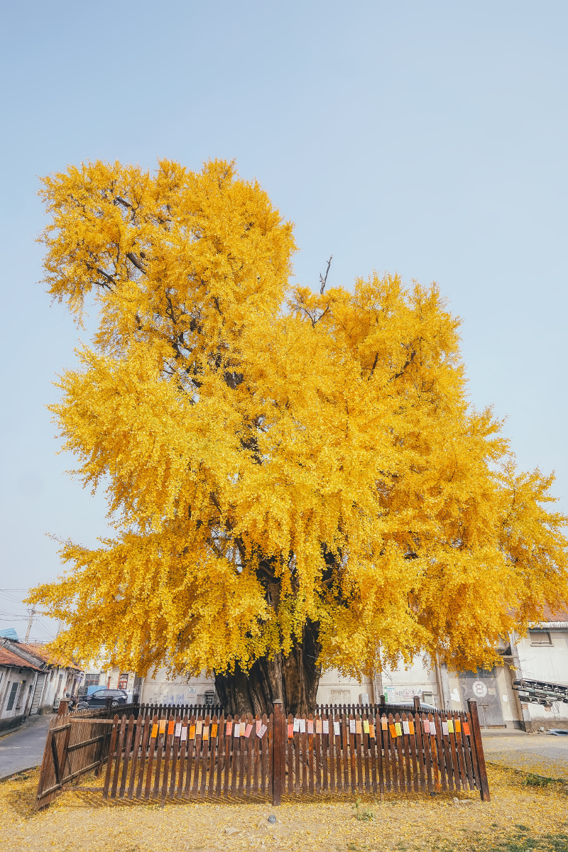 千年古银杏常熟谢桥