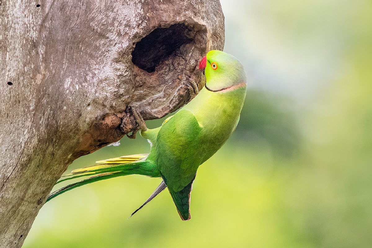 红领绿鹦鹉归巢