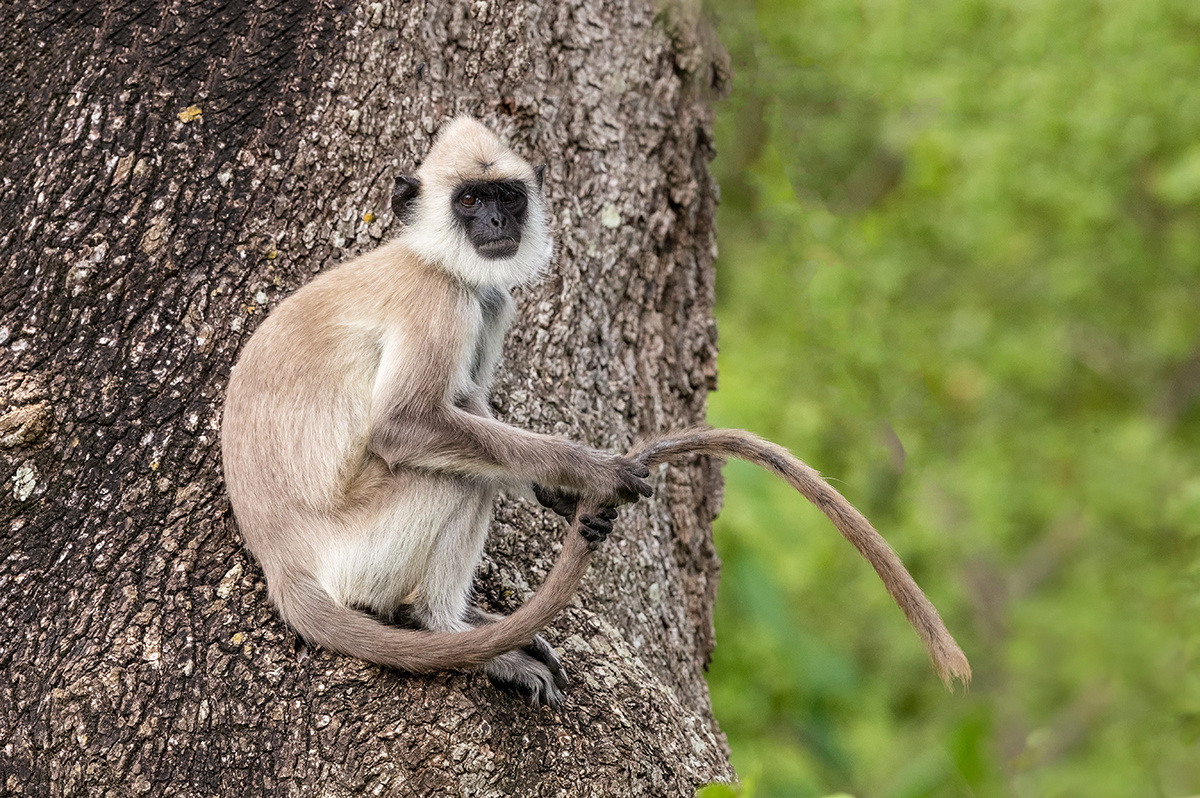 1黑脸叶猴3秀一秀我的长尾巴