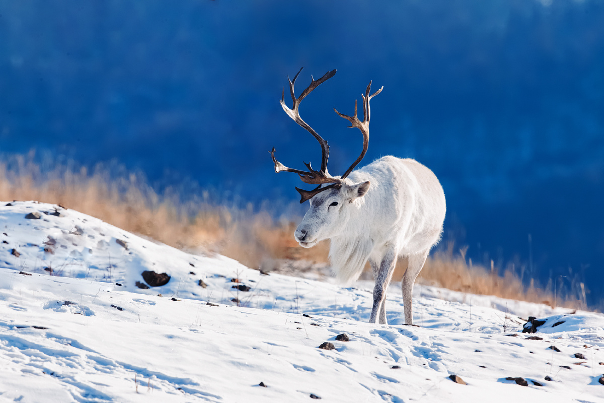 驯鹿----傲霜斗雪