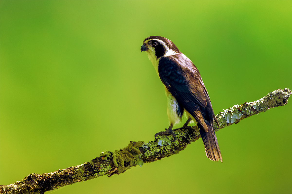 白腿小隼傲立枝头