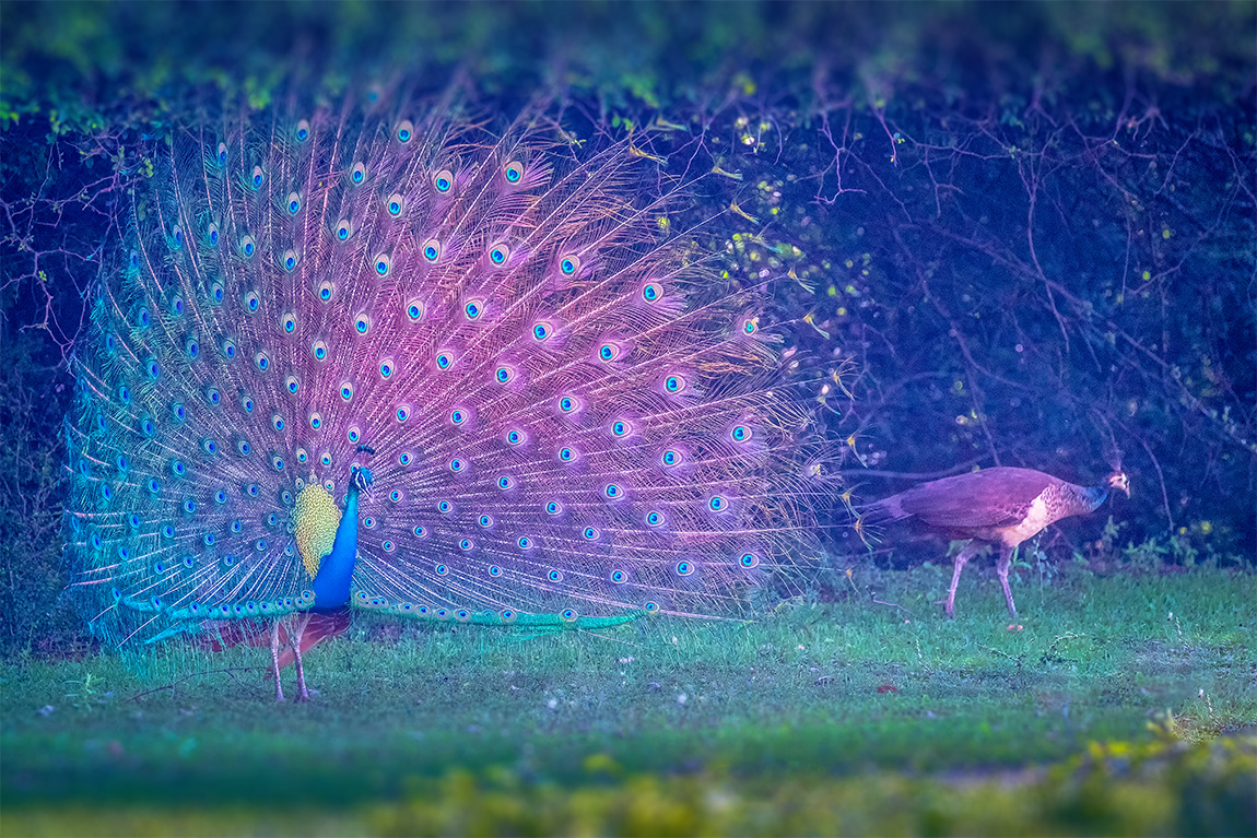 蓝孔雀----为侬满屏盛开