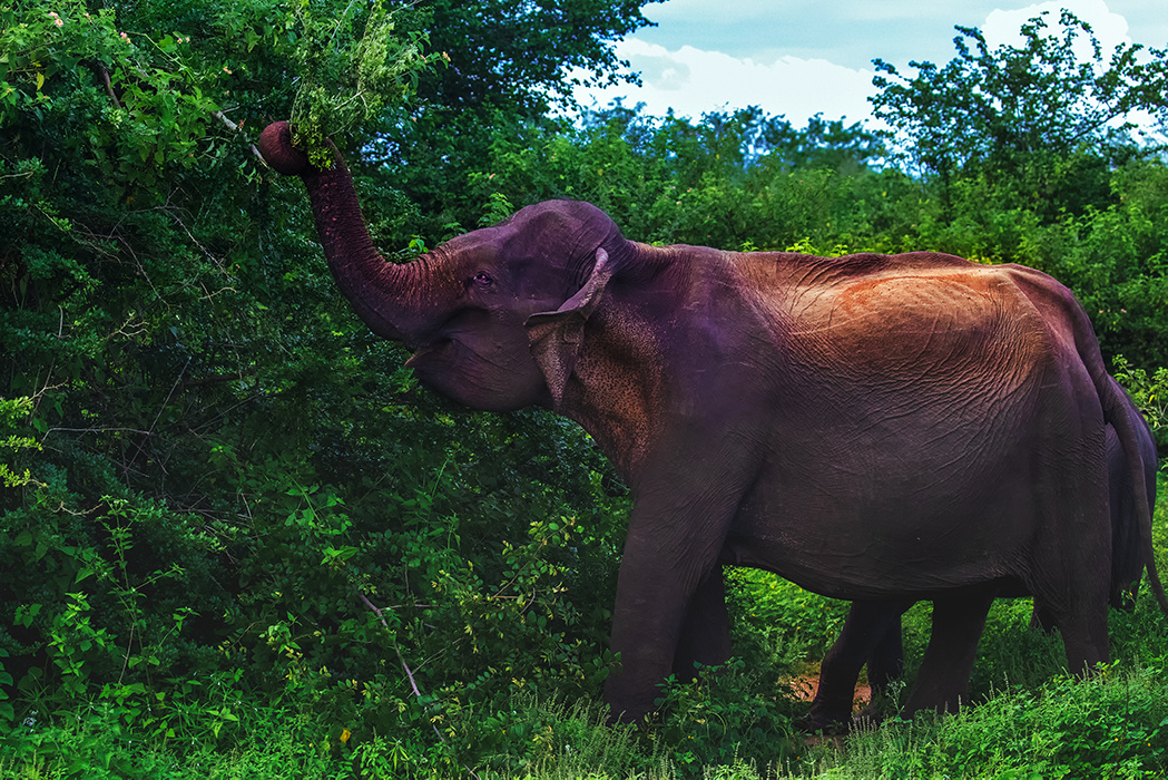 锡兰象铆足劲拽