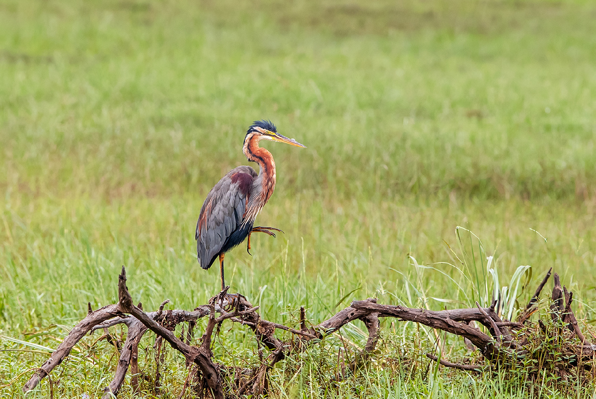 草鹭--单腿独立秀