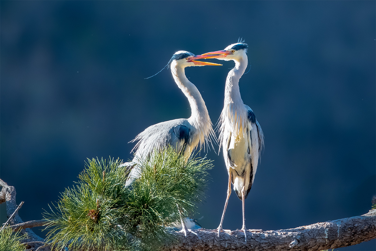 苍鹭----空中热吻
