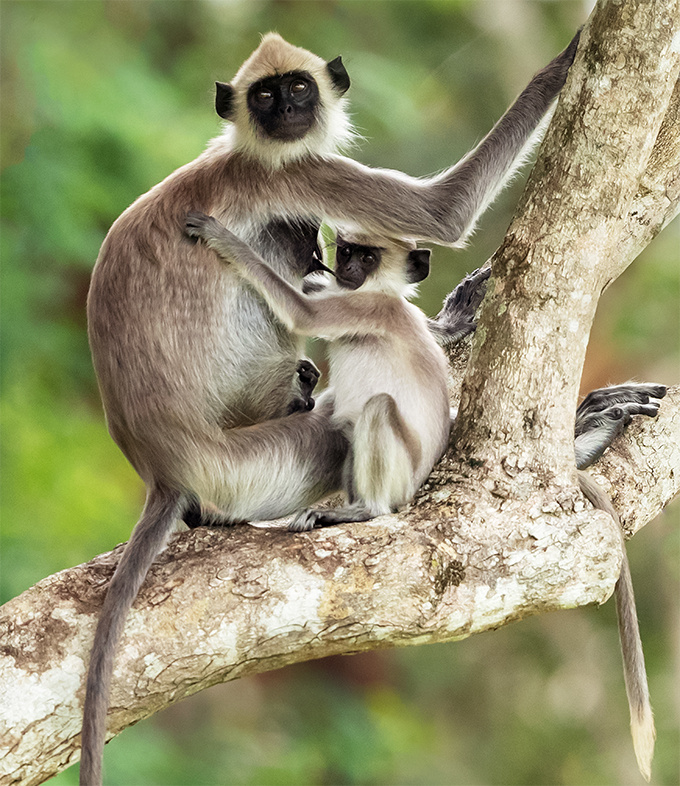 斯里兰卡拍鸟行 三,野生动物 1,黑脸叶猴 (2)大爱无疆