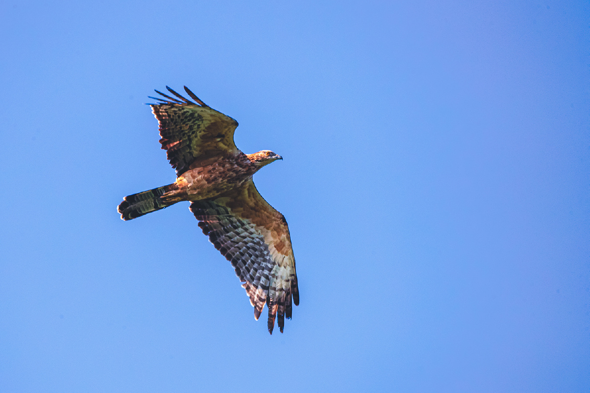 凤头蜂鹰鹰击长空