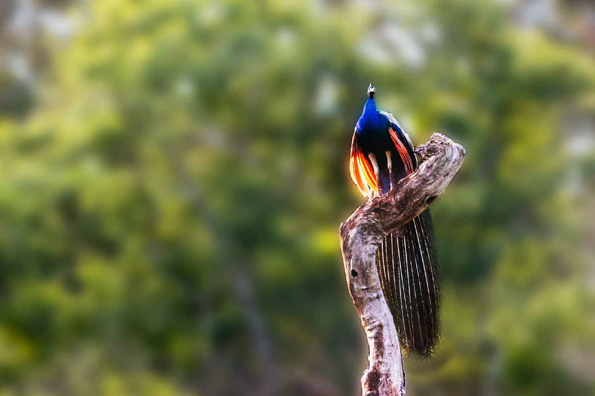 绿孔雀----独占枝头