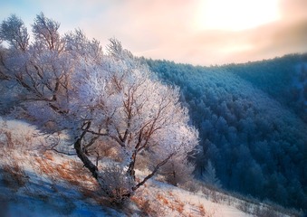 山里
