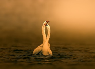 爱