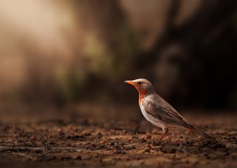 赤颈鸫