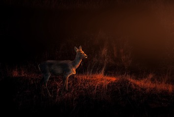 _W6I2486