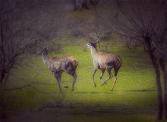 _W6I8755