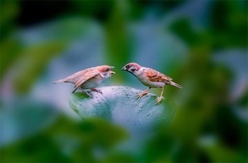 喂食