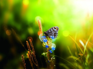 蝴蝶   野花