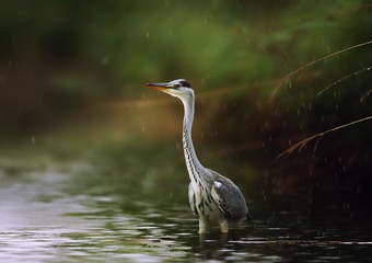 雨中
