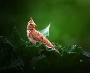 凤头百灵