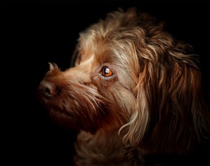 我家小犬