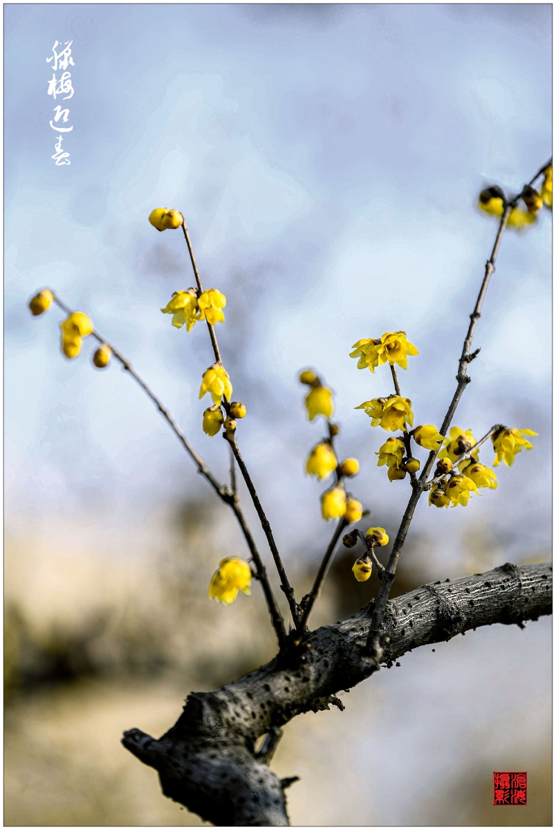 今日立春拍了几张腊梅迎接春天