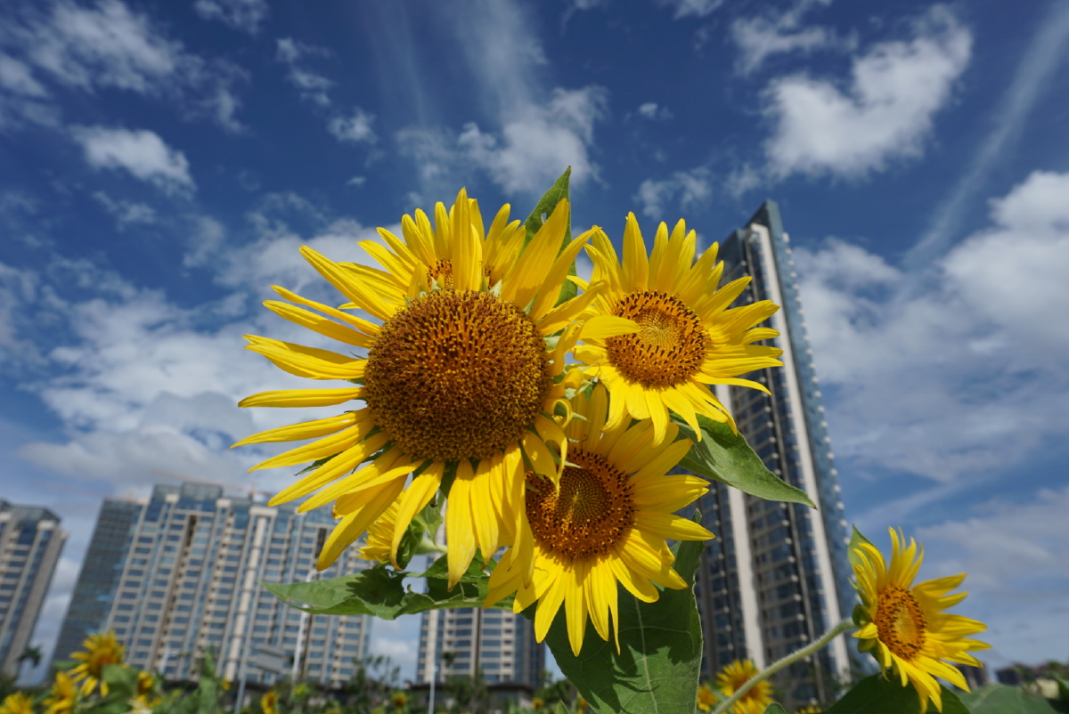 海边向日葵不知名的花