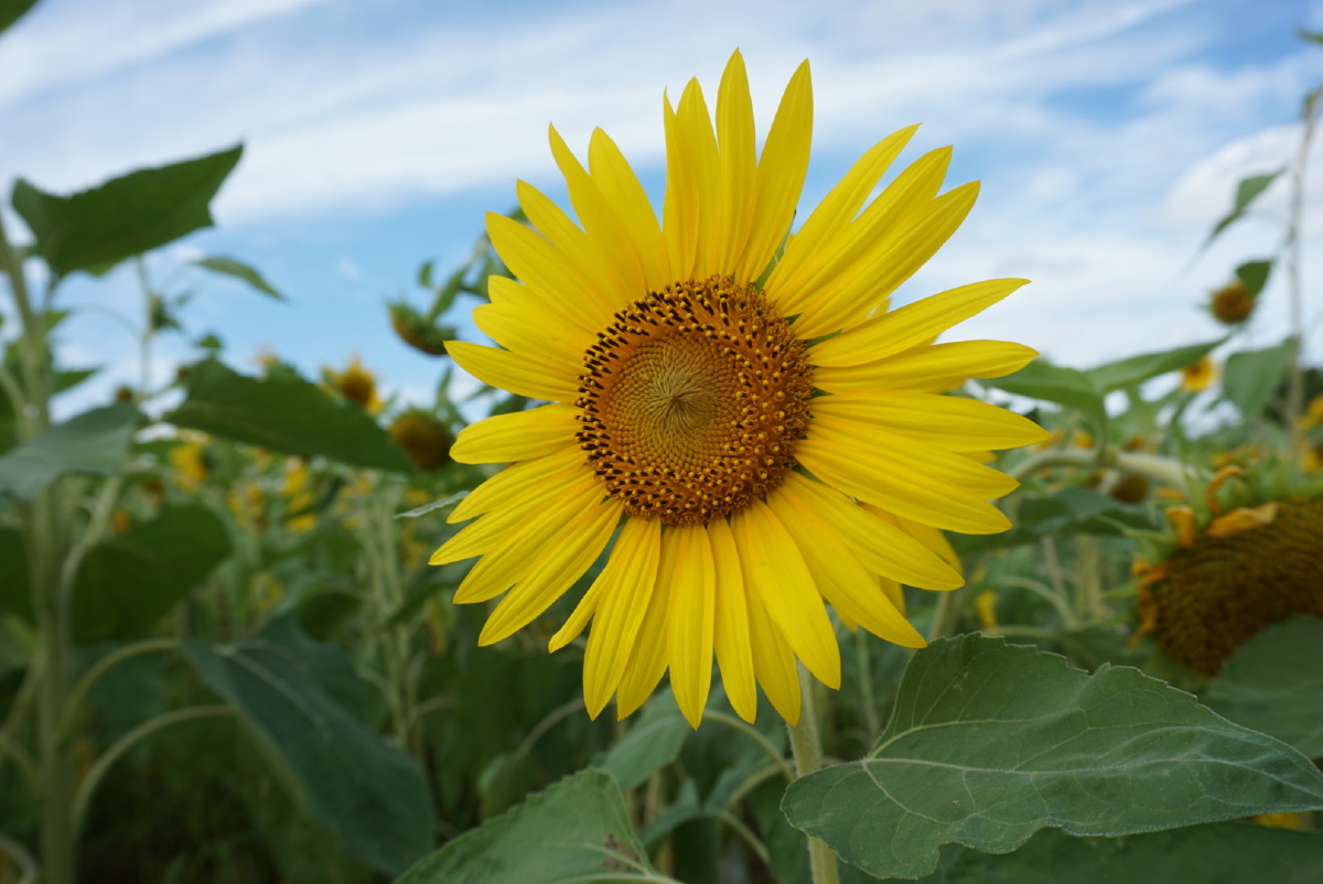海边向日葵不知名的花