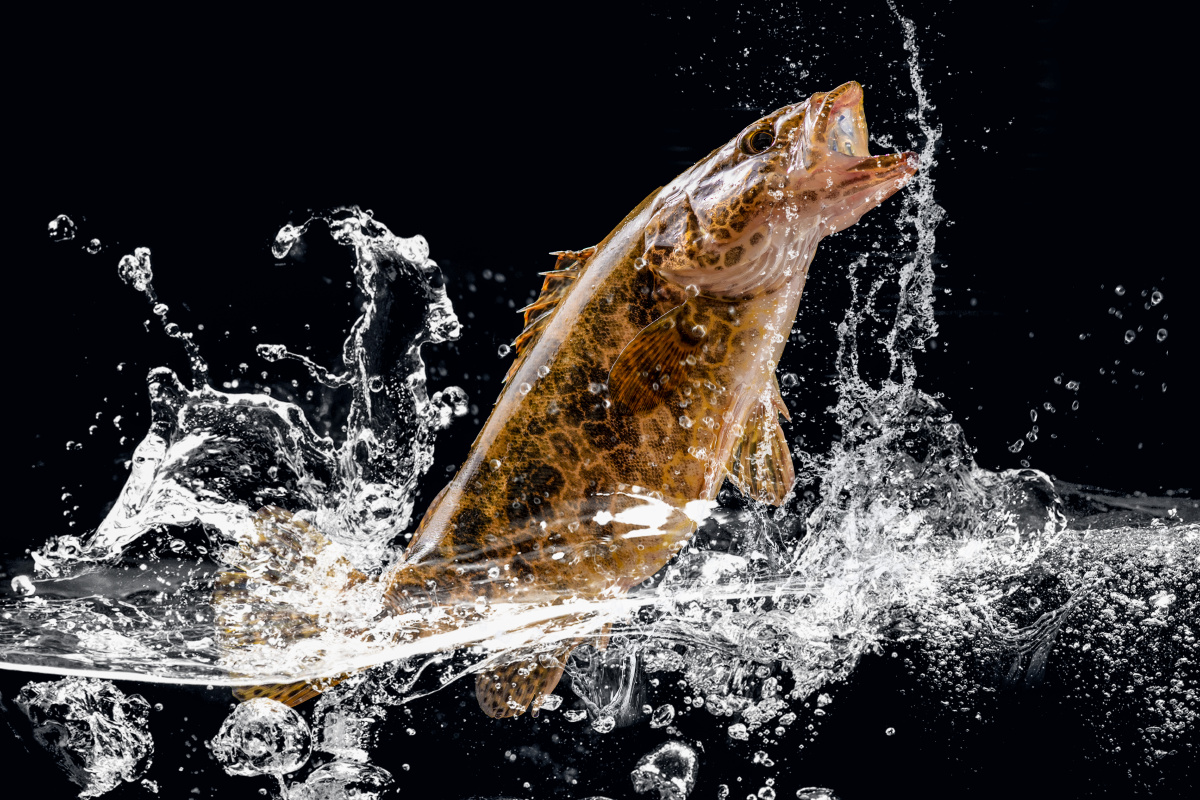 新鲜鳌花鱼 斑鳜