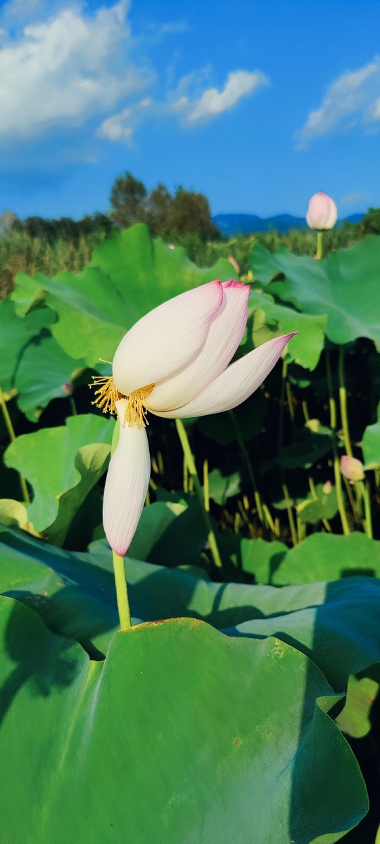 不为模糊不清的未来担忧,只为清清楚楚的现在努力. - 3c93 - 图虫