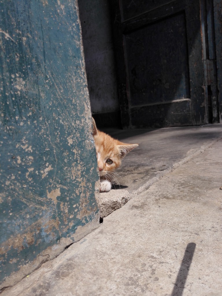老宅门口,一只小猫露出半个脑袋窥视过往的行人。