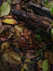 IMG_20161031_110949R-01