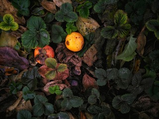 IMG_20161031_112037R-01-01