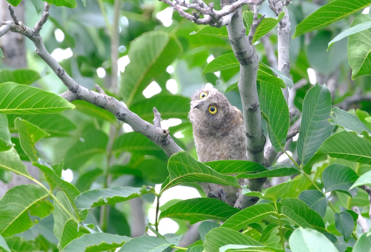 小东方角鸮 - 北京老官 - 图虫