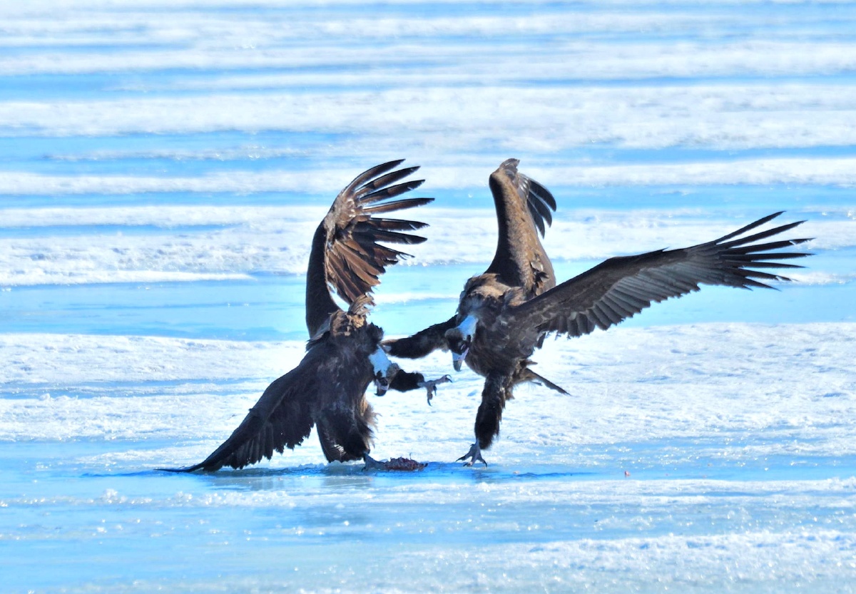 1/137#秃头鹰羽毛#鹰野生动物鸟翅膀猛禽色彩还没有人打赏,快来当第一