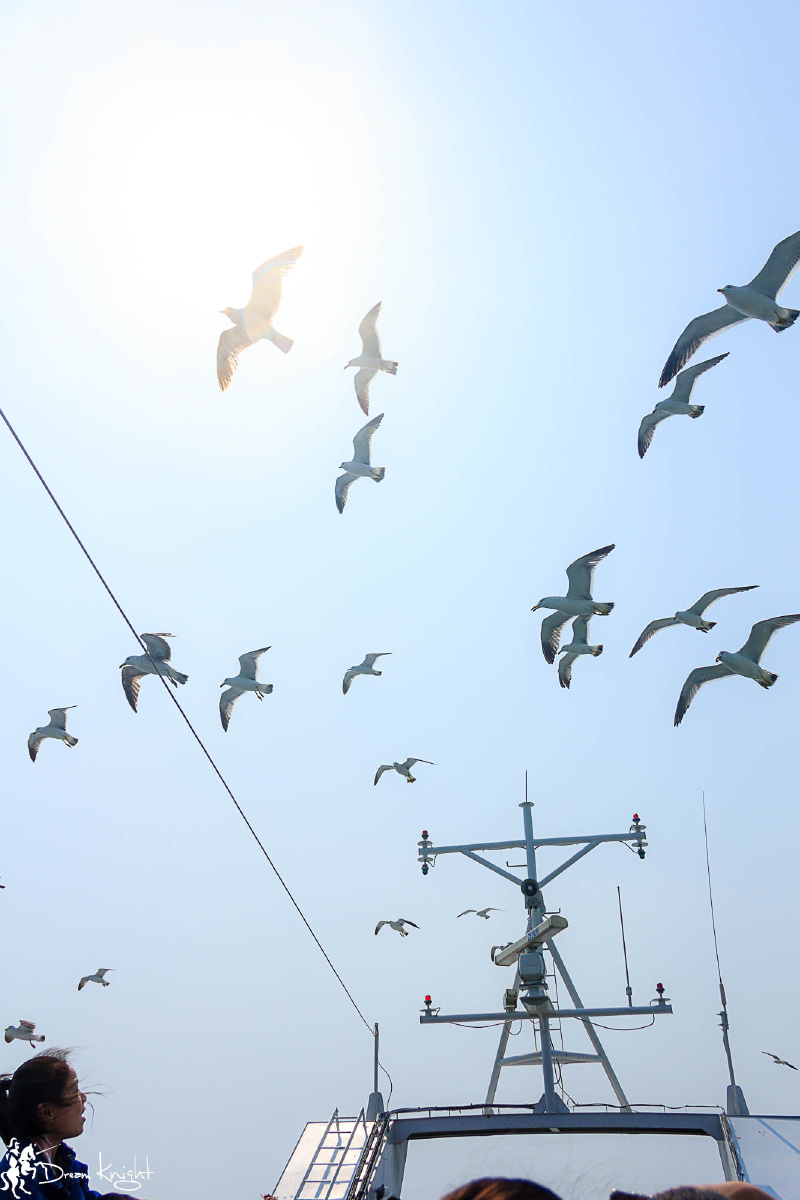 海鸥翔空蓬莱长岛