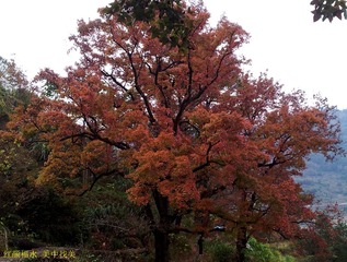 20121129_150329
