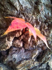 20121219_101032
